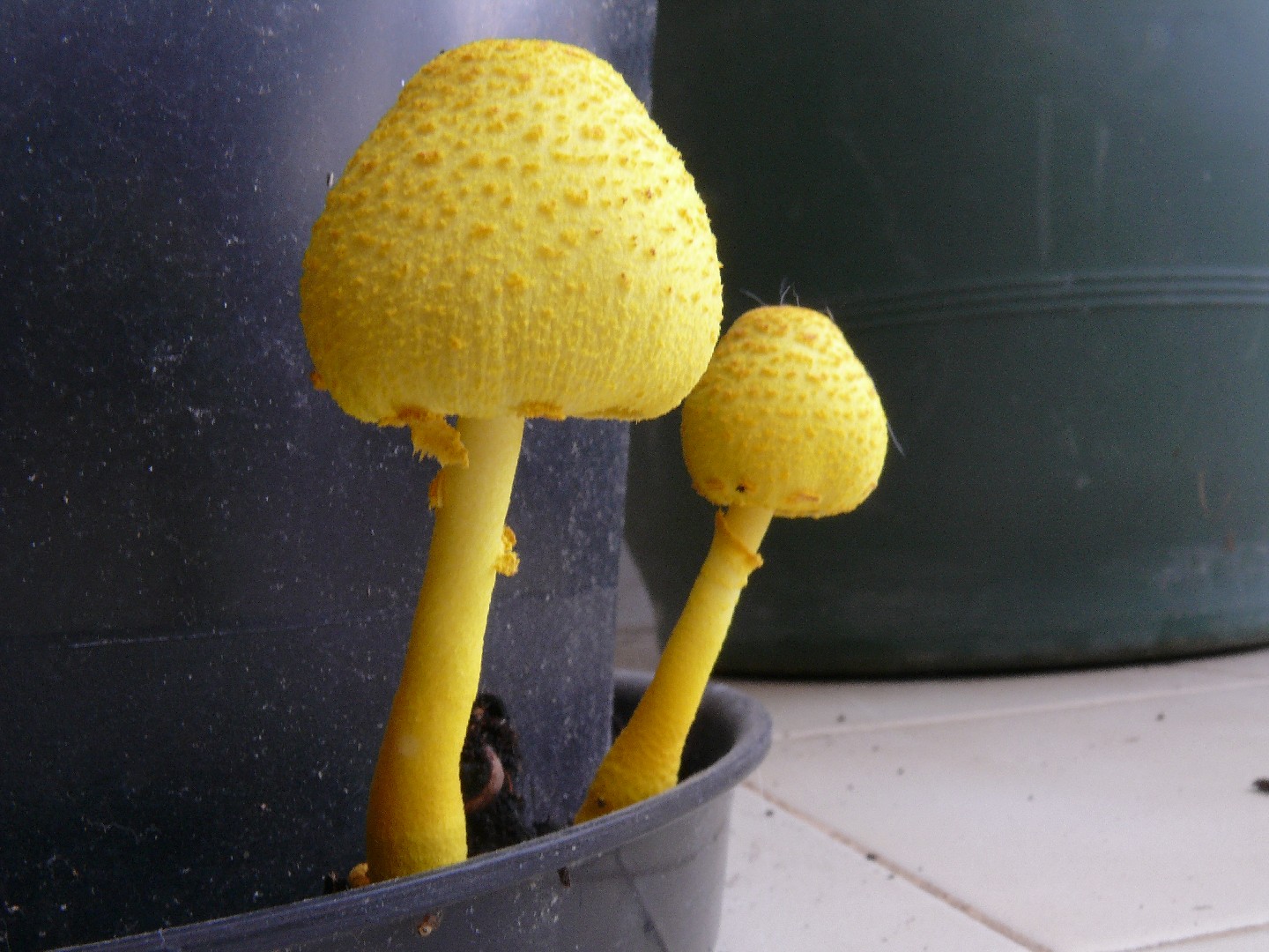 Leucocoprinus Fragilissimus Leucocoprinus Fragilissimus Picture Mushroom
