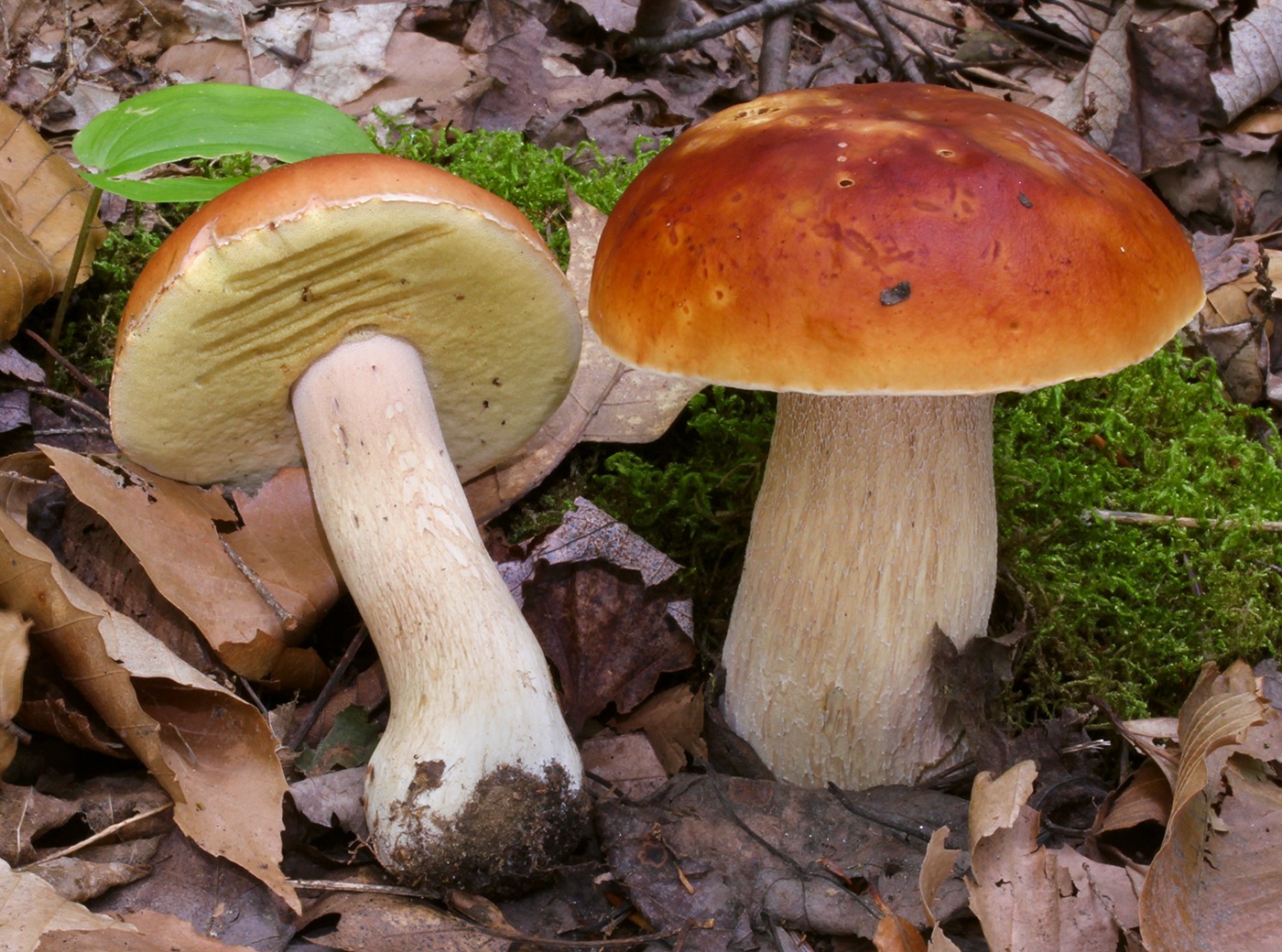 Boletus huronensis (Boletus huronensis) Picture Mushroom