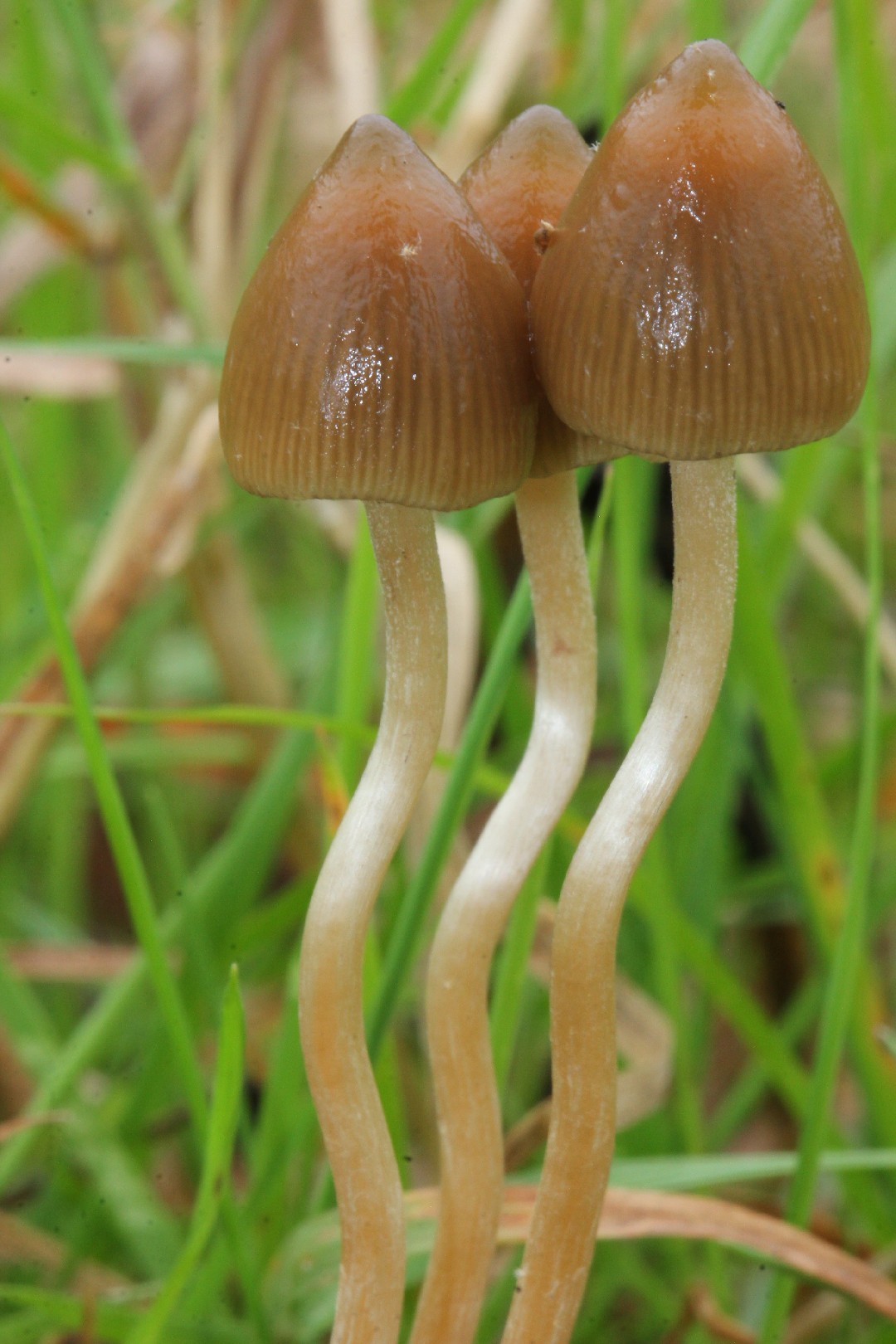 ヒメシバフタケ 姫芝生茸 Panaeolina Foenisecii Picture Mushroom