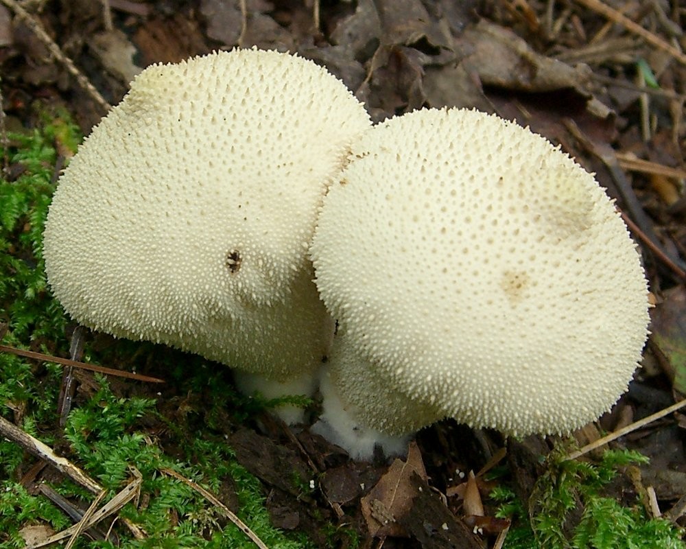 Scleroderma verrucosum (Scleroderma verrucosum) Picture Mushroom