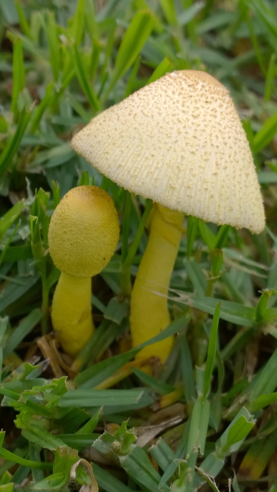 Leucocoprinus Fragilissimus Leucocoprinus Fragilissimus Picture Mushroom