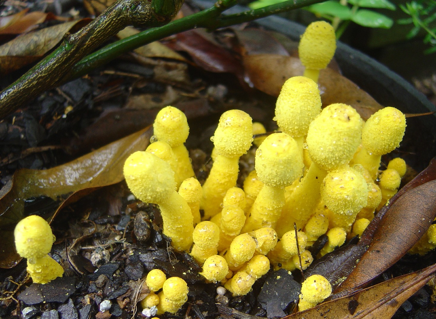 Leucocoprinus Fragilissimus Leucocoprinus Fragilissimus Picture Mushroom