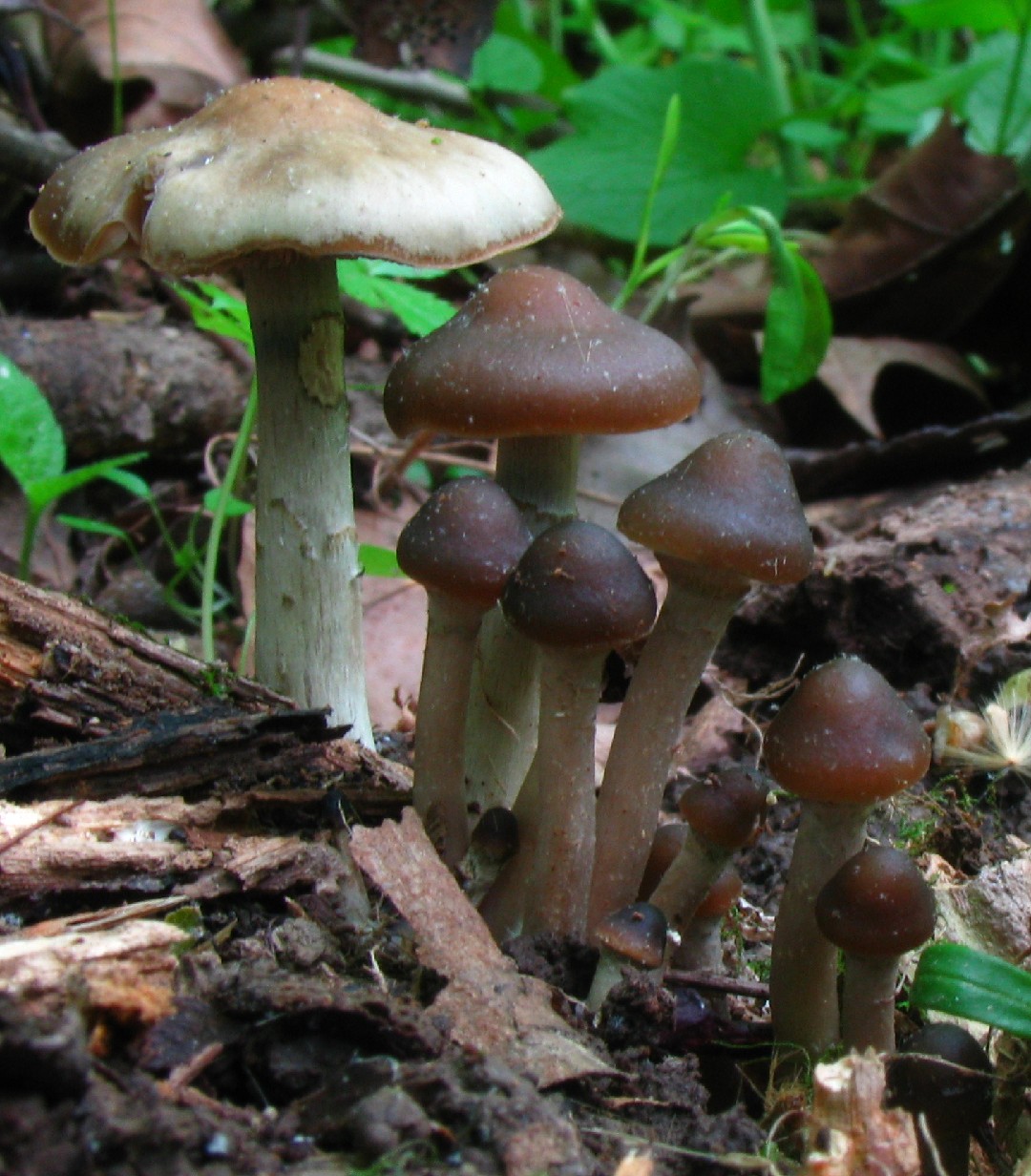 Blauender Kahlkopf Psilocybe Cyanescens Picture Mushroom