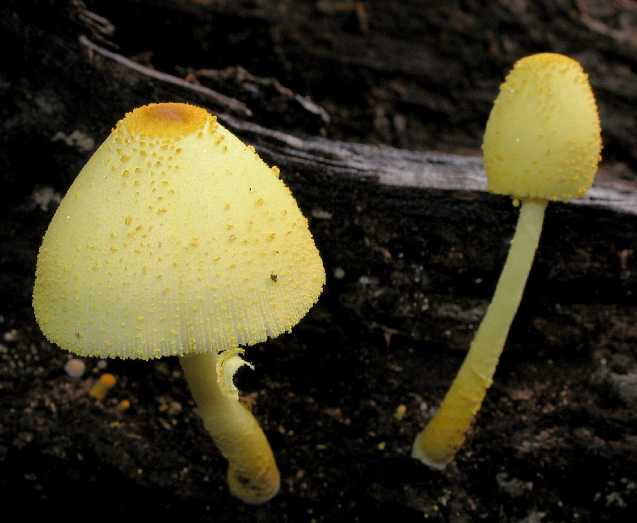 Leucocoprinus Fragilissimus Leucocoprinus Fragilissimus Picture Mushroom