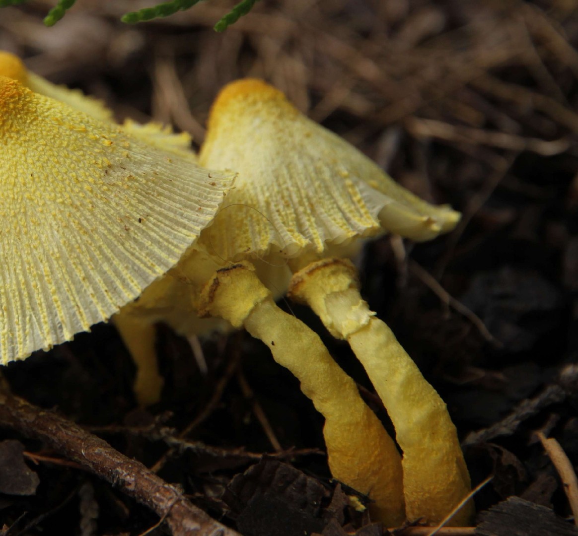 Leucocoprinus Fragilissimus Leucocoprinus Fragilissimus Picture Mushroom
